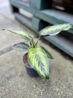 Zdjęcie rosliny doniczkowej Calathea Beauty Star (Kalatea), ujęcie 2