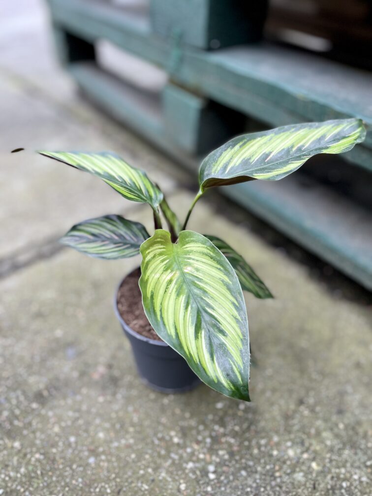Zdjęcie rosliny doniczkowej Calathea Beauty Star (Kalatea), ujęcie 2