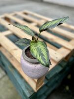 Zdjęcie rosliny doniczkowej Calathea Beauty Star (Kalatea), ujęcie 3