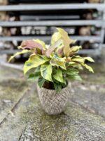 Zdjęcie rosliny doniczkowej Calathea Yellow Fusion (Kalatea), ujęcie 1