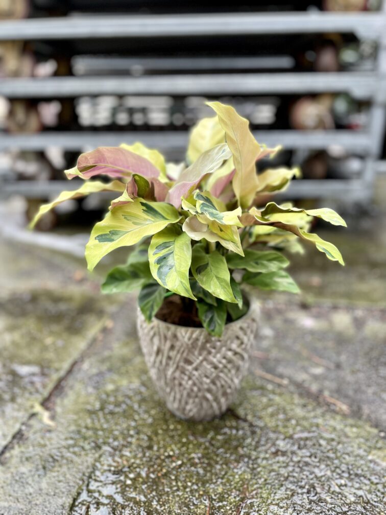 Zdjęcie rosliny doniczkowej Calathea Yellow Fusion (Kalatea), ujęcie 1