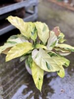 Zdjęcie rosliny doniczkowej Calathea Yellow Fusion (Kalatea), ujęcie 2