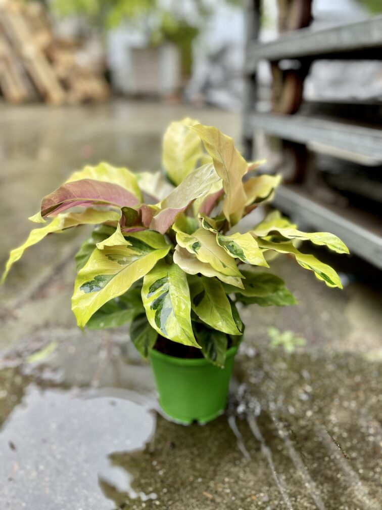 Zdjęcie rosliny doniczkowej Calathea Yellow Fusion (Kalatea), ujęcie 3