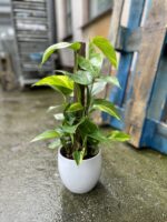 Zdjęcie rosliny doniczkowej Epipremnum aureum (Epipremnum złociste), ujęcie 1