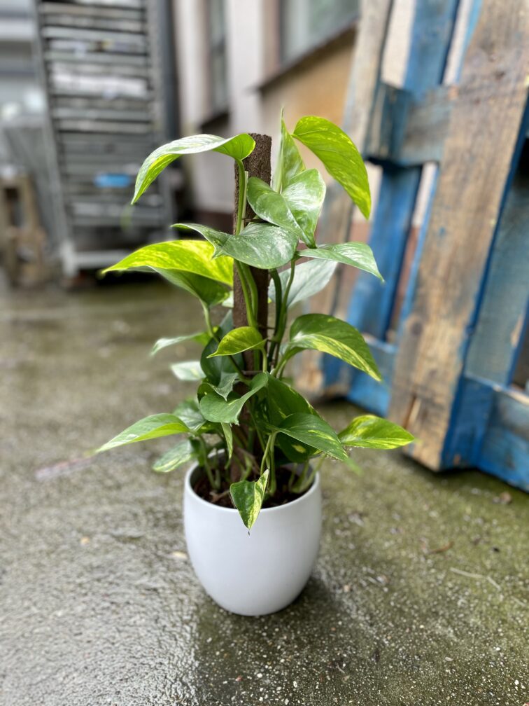 Zdjęcie rosliny doniczkowej Epipremnum aureum (Epipremnum złociste), ujęcie 1