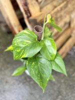 Zdjęcie rosliny doniczkowej Epipremnum aureum (Epipremnum złociste), ujęcie 2