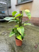 Zdjęcie rosliny doniczkowej Epipremnum aureum (Epipremnum złociste), ujęcie 3