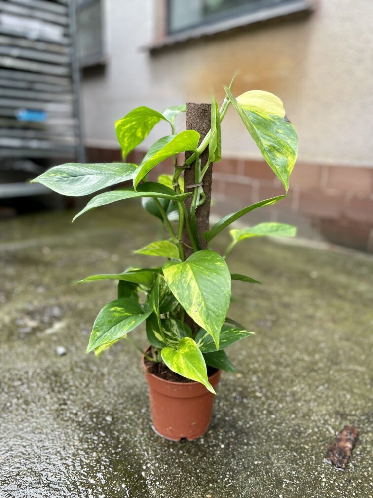 Zdjęcie rosliny doniczkowej Epipremnum aureum (Epipremnum złociste), ujęcie 3