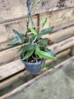 Zdjęcie rosliny doniczkowej Epipremnum pinnatum, ujęcie 3