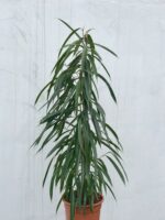 Zdjęcie rosliny doniczkowej Ficus binnendiijkii Alii (Figowiec wierzbolistny), ujęcie 1