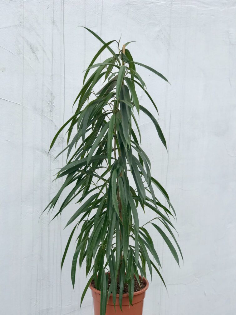 ficus-binnendiijkii-alii_21x105-1_1680346182.jpg Zdjęcie rosliny doniczkowej Ficus binnendiijkii Alii (Figowiec wierzbolistny), ujęcie 1