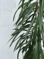 Zdjęcie rosliny doniczkowej Ficus binnendiijkii Alii (Figowiec wierzbolistny), ujęcie 2