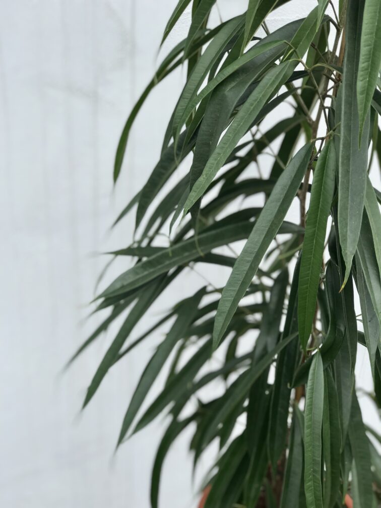 Zdjęcie rosliny doniczkowej Ficus binnendiijkii Alii (Figowiec wierzbolistny), ujęcie 2