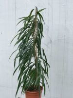 Zdjęcie rosliny doniczkowej Ficus binnendiijkii Alii (Figowiec wierzbolistny), ujęcie 3