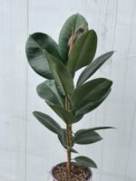 Zdjęcie rosliny doniczkowej Ficus elastica Robusta, ujęcie 1