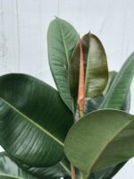 Zdjęcie rosliny doniczkowej Ficus elastica Robusta, ujęcie 2