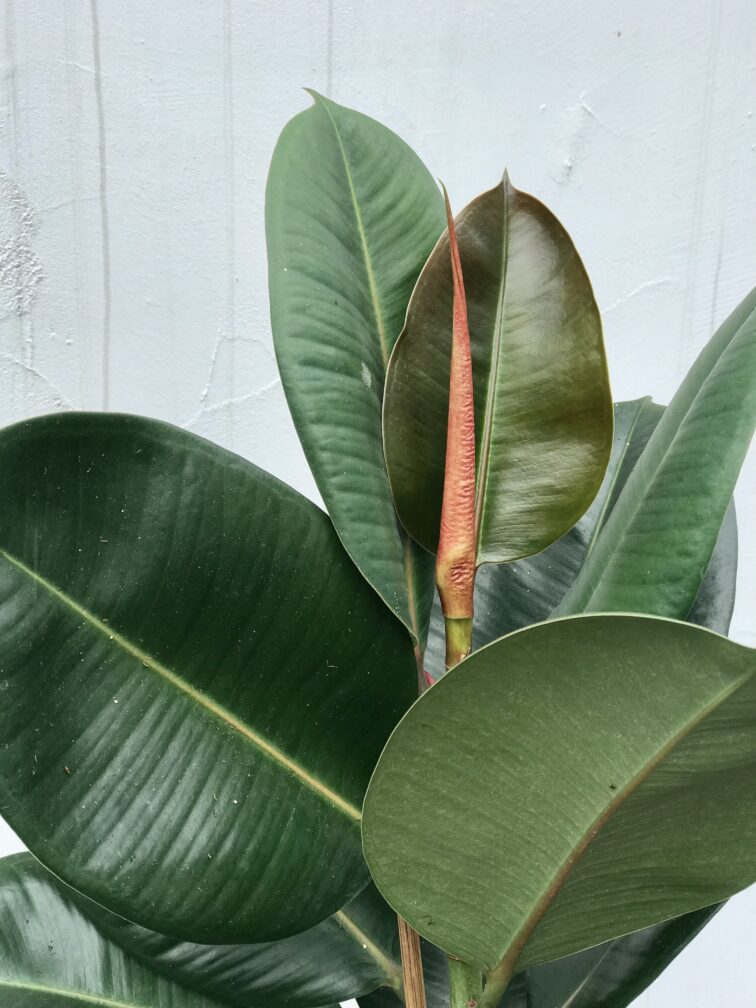 Zdjęcie rosliny doniczkowej Ficus elastica Robusta, ujęcie 2
