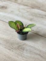 Zdjęcie rosliny doniczkowej Hoya australis Lisa, ujęcie 3