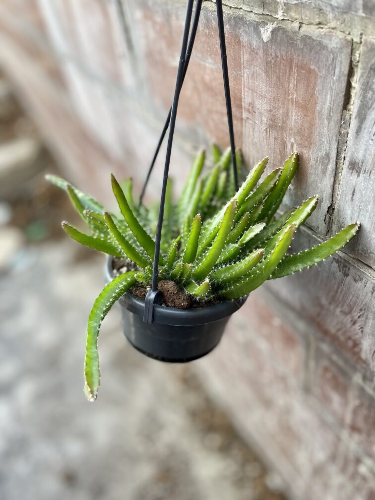 hylocereus-undatus_12x35-1_1682159029.jpg Zdjęcie rosliny doniczkowej Hylocereus undatus (Pitaja), ujęcie 1