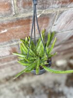 Zdjęcie rosliny doniczkowej Hylocereus undatus (Pitaja), ujęcie 2