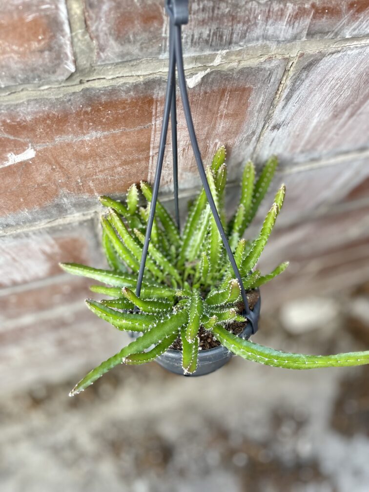 Zdjęcie rosliny doniczkowej Hylocereus undatus (Pitaja), ujęcie 2
