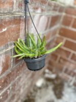 Zdjęcie rosliny doniczkowej Hylocereus undatus (Pitaja), ujęcie 3