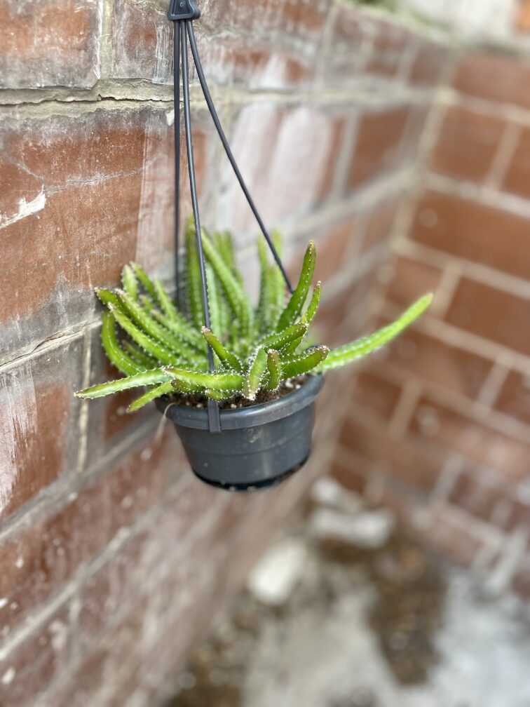 Zdjęcie rosliny doniczkowej Hylocereus undatus (Pitaja), ujęcie 3