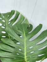 Zdjęcie rosliny doniczkowej Monstera deliciosa (Monstera dziurawa), ujęcie 1