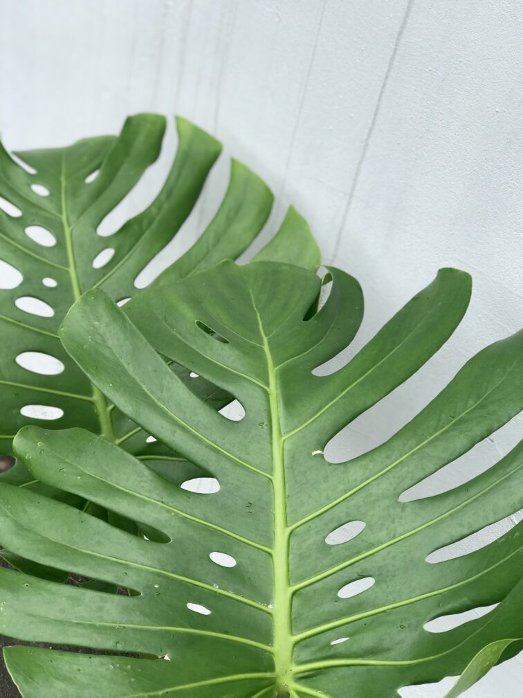 Zdjęcie rosliny doniczkowej Monstera deliciosa (Monstera dziurawa), ujęcie 1