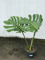 Zdjęcie rosliny doniczkowej Monstera deliciosa (Monstera dziurawa), ujęcie 2