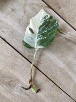 Zdjęcie rosliny doniczkowej Monstera variegata - sadzonka pędowa, ujęcie 1