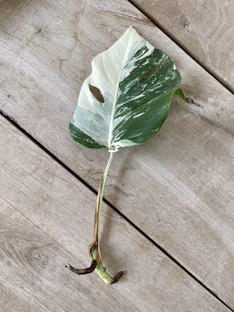 monstera-variegata-sadzonka-pedowa_1x40-1_1682154546.jpg Zdjęcie rosliny doniczkowej Monstera variegata - sadzonka pędowa, ujęcie 1