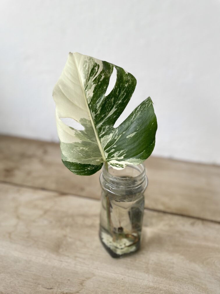 Zdjęcie rosliny doniczkowej Monstera variegata - sadzonka pędowa, ujęcie 2