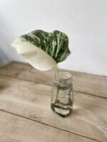 Zdjęcie rosliny doniczkowej Monstera variegata - sadzonka pędowa 1x40 cm, ujęcie 1