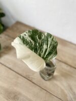 Zdjęcie rosliny doniczkowej Monstera variegata - sadzonka pędowa 1x40 cm, ujęcie 3
