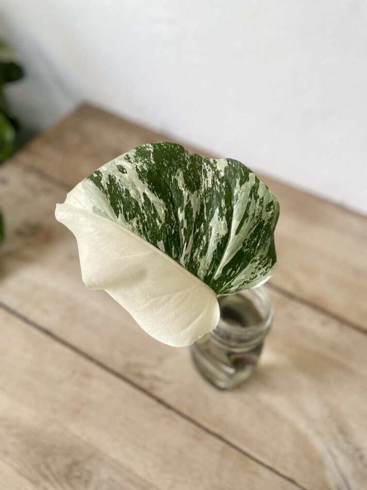 Zdjęcie rosliny doniczkowej Monstera variegata - sadzonka pędowa 1x40 cm, ujęcie 3