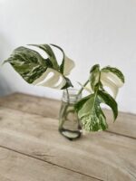 Zdjęcie rosliny doniczkowej Monstera Variegata sadzonka szczytowa, ujęcie 1