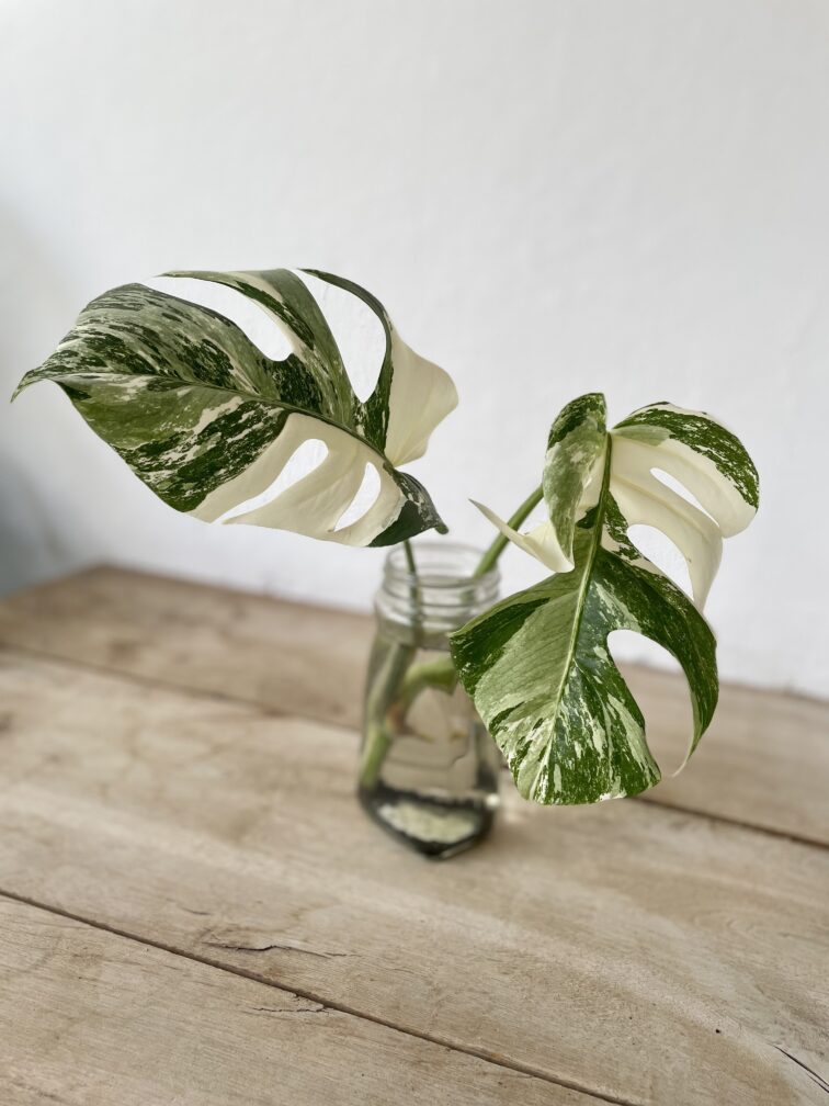 monstera-variegata-sadzonka-szczytowa_1x40-1_1682155591.jpg Zdjęcie rosliny doniczkowej Monstera Variegata sadzonka szczytowa, ujęcie 1