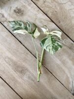 Zdjęcie rosliny doniczkowej Monstera Variegata sadzonka szczytowa, ujęcie 2