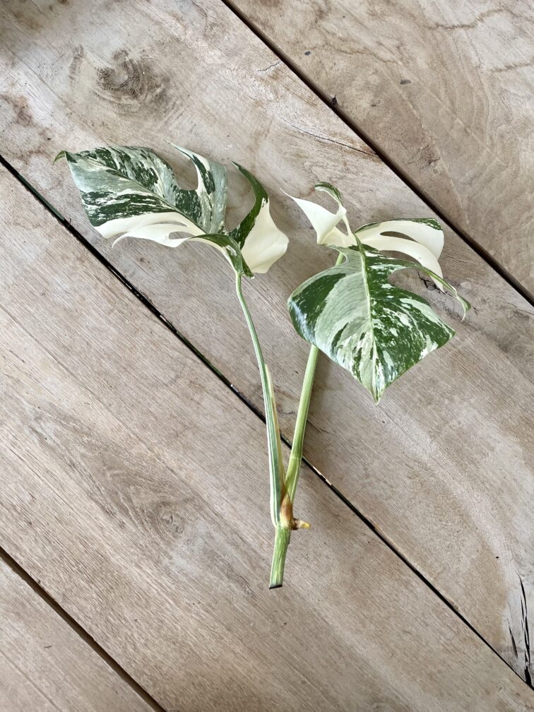 Zdjęcie rosliny doniczkowej Monstera Variegata sadzonka szczytowa, ujęcie 2