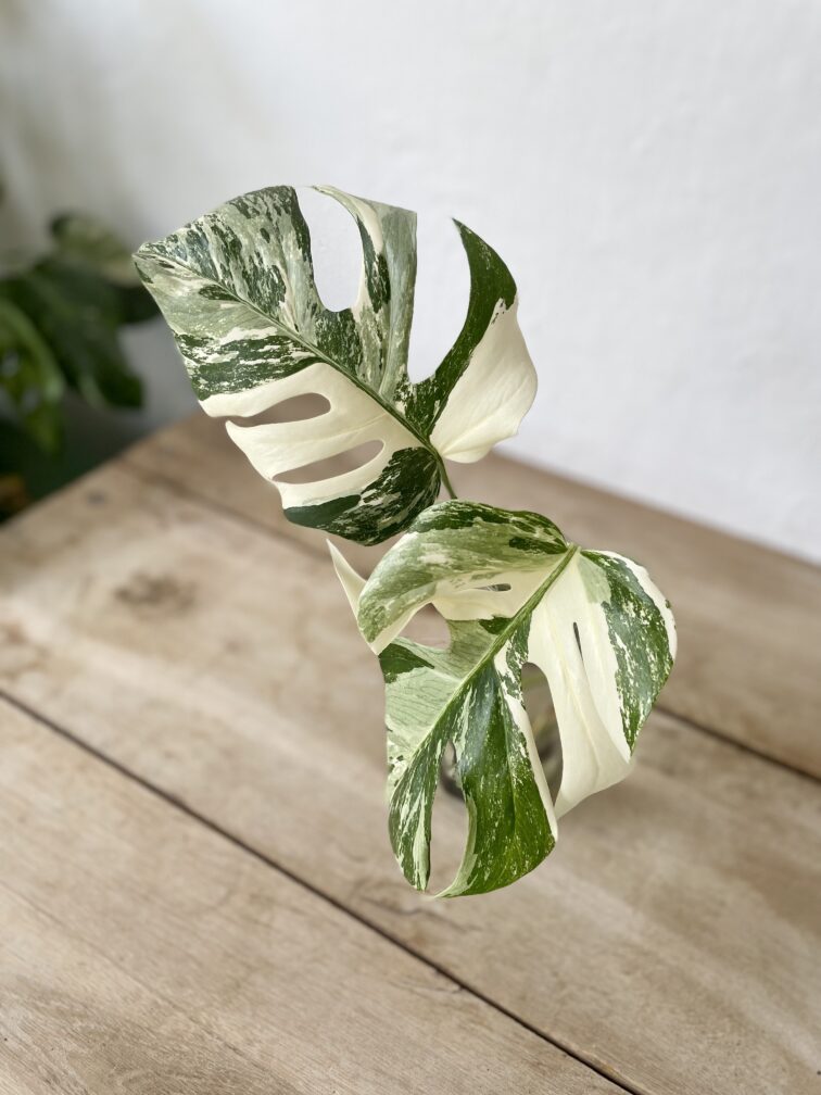 Zdjęcie rosliny doniczkowej Monstera Variegata sadzonka szczytowa, ujęcie 3