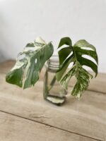 Zdjęcie rosliny doniczkowej Monstera Variegata sadzonka szczytowa 1x26 cm, ujęcie 1