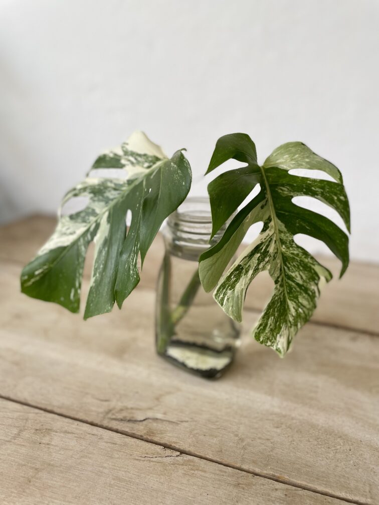 monstera-variegata-sadzonka-szczytowa_1x50-1_1682155397.jpg Zdjęcie rosliny doniczkowej Monstera Variegata sadzonka szczytowa 1x26 cm, ujęcie 1