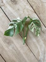 Zdjęcie rosliny doniczkowej Monstera Variegata sadzonka szczytowa 1x26 cm, ujęcie 2