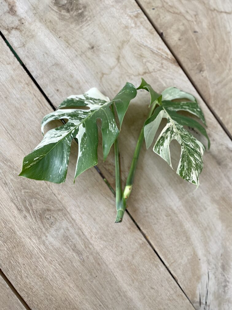 Zdjęcie rosliny doniczkowej Monstera Variegata sadzonka szczytowa 1x26 cm, ujęcie 2