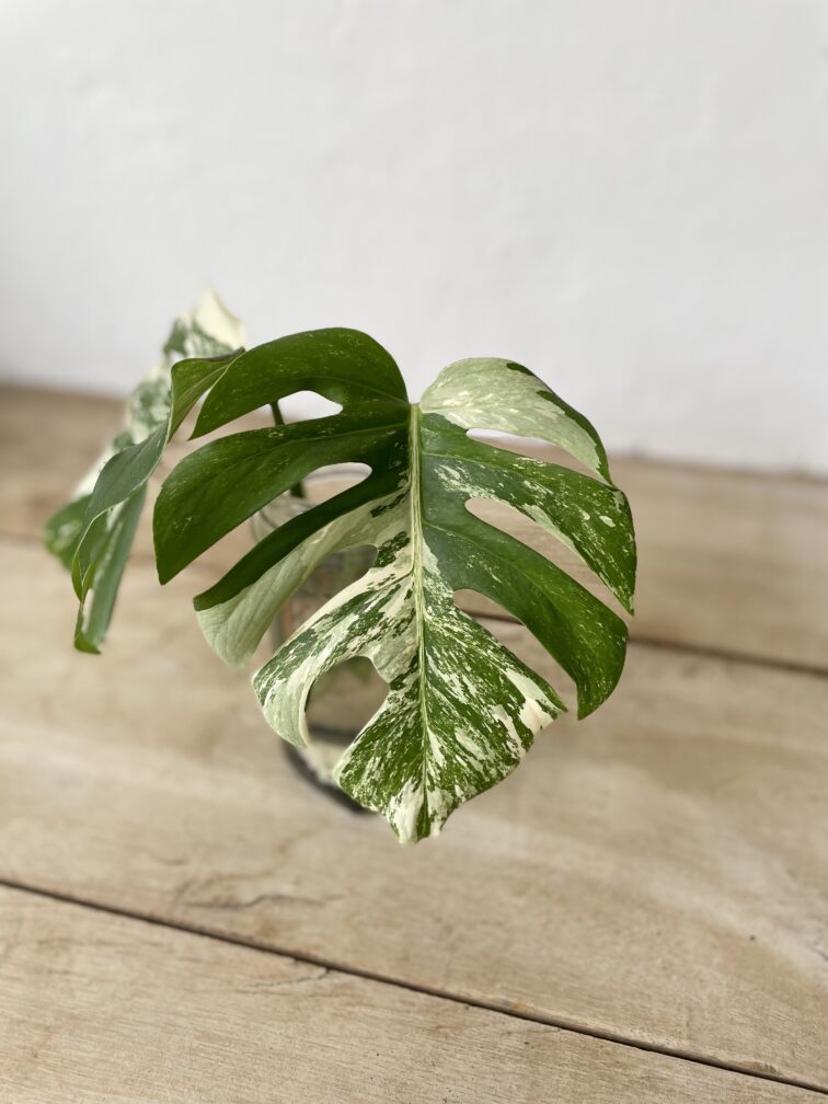 Zdjęcie rosliny doniczkowej Monstera Variegata sadzonka szczytowa 1x26 cm, ujęcie 3
