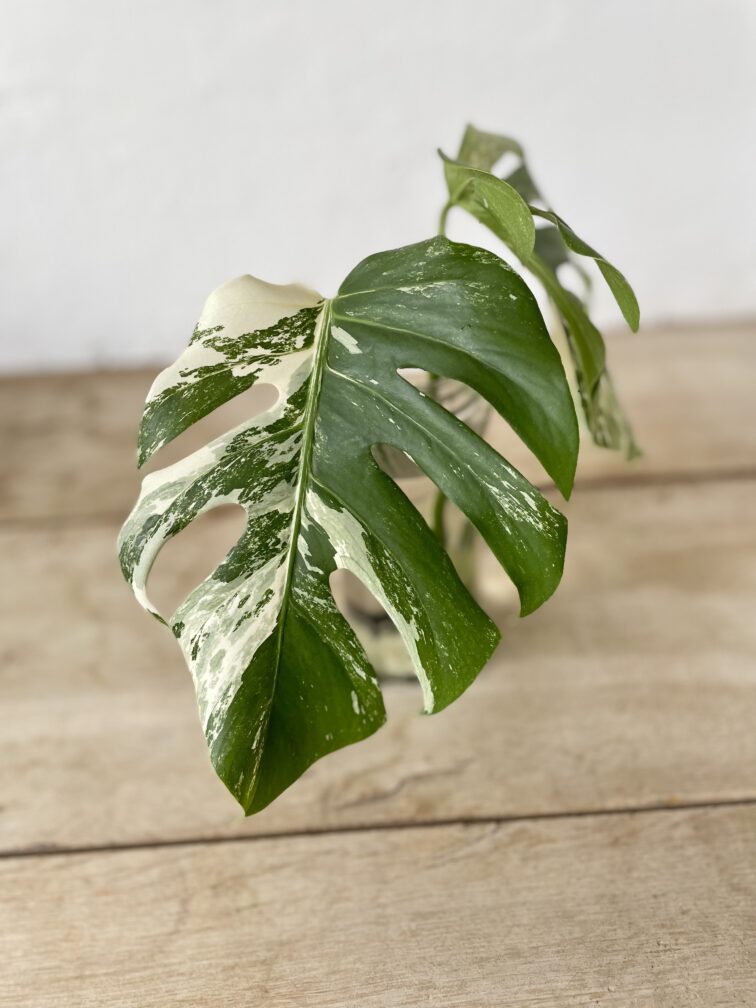 Zdjęcie rosliny doniczkowej Monstera Variegata sadzonka szczytowa 1x26 cm, ujęcie 4