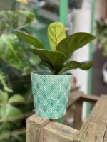 Zdjęcie doniczki lub oslonki: Osłonka Lucid 12 × 13 cm, ujęcie 2