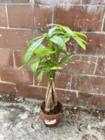 Zdjęcie rosliny doniczkowej Pachira Aquatica (Pachira Wodna), ujęcie 3