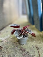 Zdjęcie rosliny doniczkowej Peperomia Caperata Mendoza, ujęcie 2